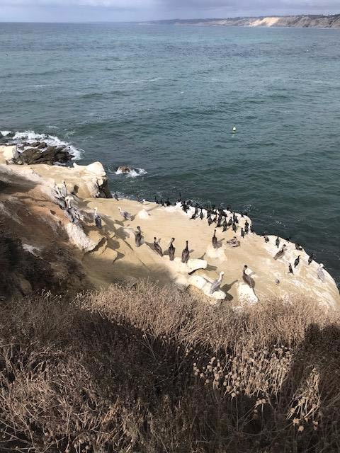 la jolla birds